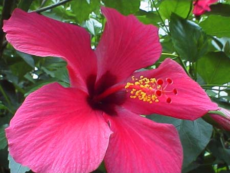 hibiscus