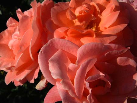 pink_roses