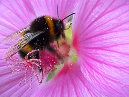 spilfeathers_bee