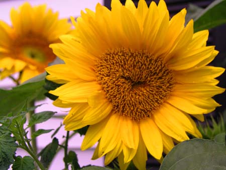 sunflowers
