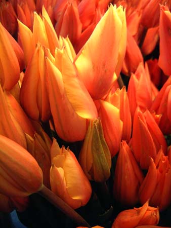 tulips