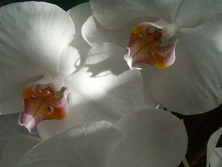white_orchids