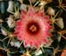 Cactus Bloom