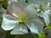 Dogwood