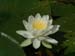 Lillypad