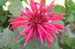 bee_baum