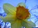 daffodill