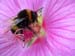spilfeathers_bee