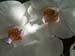 white_orchids