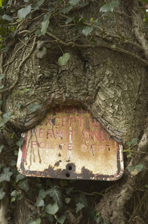 Hungry Tree