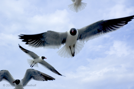 Laughing Gulls