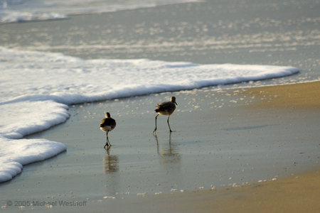 Morning Stroll