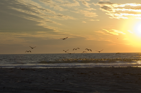 Pelicans at Sunrise