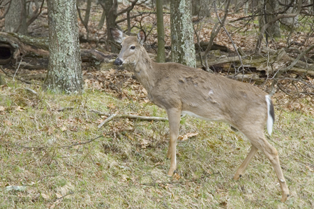 Shenandoah Doe