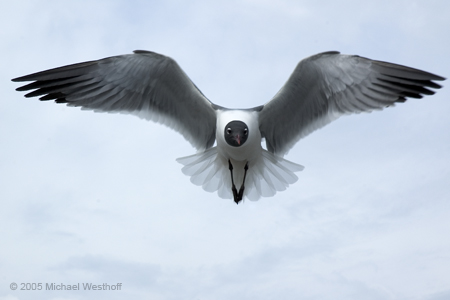 Single Laughing Gull