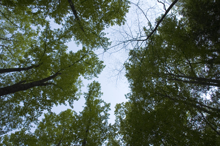 Smoky Moutain Trees