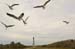 Cape Hatteras Lighithouse and Laughing Gulls