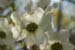 Dogwood Blossom