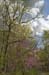 Dogwoods and Redbuds