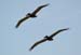 In Formation