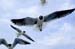 Laughing Gulls
