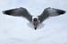 Single Laughing Gull