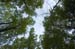 Smoky Moutain Trees