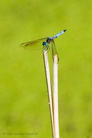 Dragon Fly