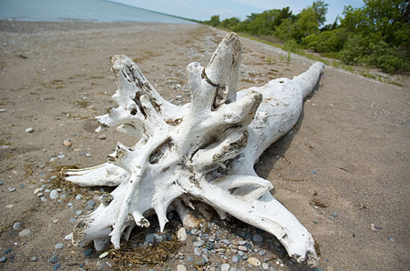Driftwood