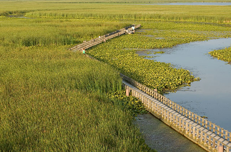 Marshland Boardwalk