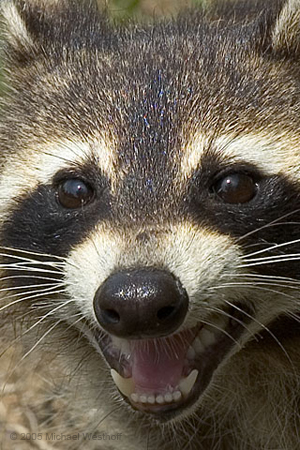 Point Peele Racoon
