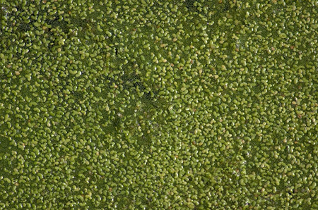 Pond Scum