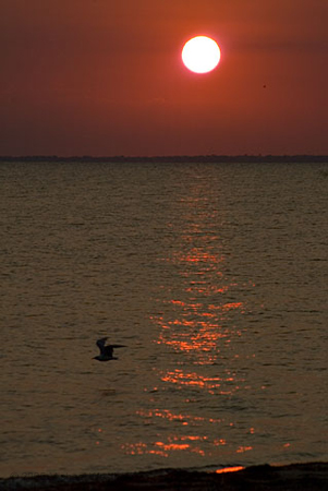 Seagull Sunset