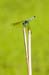 Dragon Fly