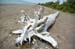 Driftwood