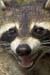 Point Peele Racoon