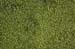 Pond Scum