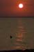 Seagull Sunset