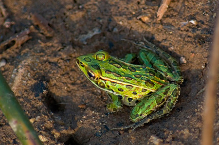 Green Frog
