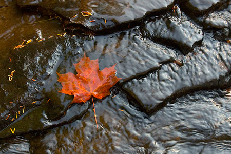 Maple Leaf in Water