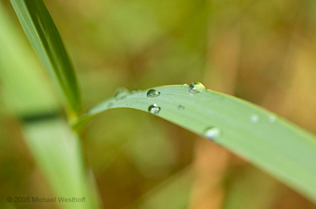 Morning Dew