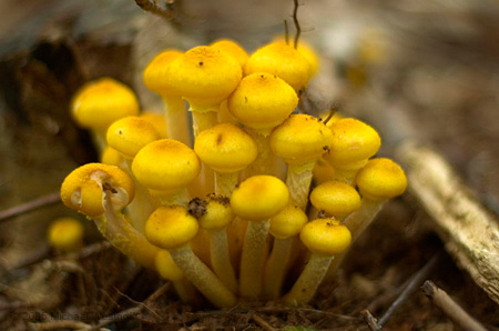 Mushrooms