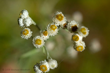 Pearly Everlasting