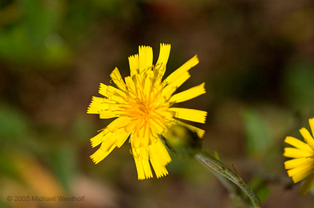 Rattlesnake Weed