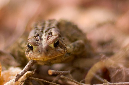 Toad
