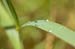 Morning Dew