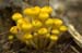 Mushrooms