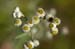 Pearly Everlasting