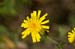 Rattlesnake Weed