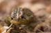 Toad